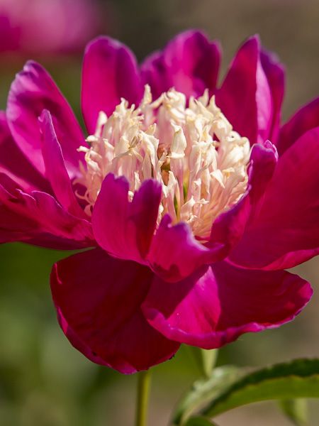Paeonia lactiflora 'Tom Cat'