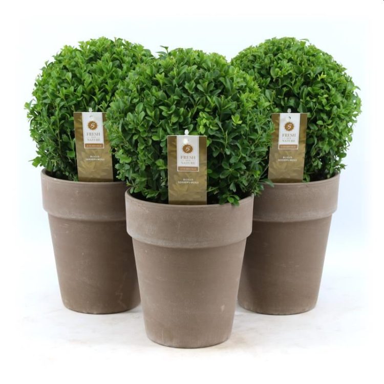 Buxus sempervirens 20cm Ball in Ceramic Taupe Pot