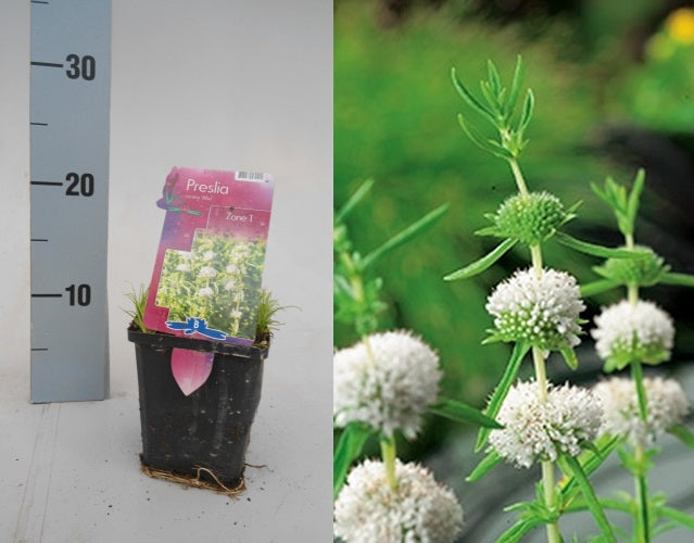 Preslia cervina 'Alba' | White Water Spearmint P9