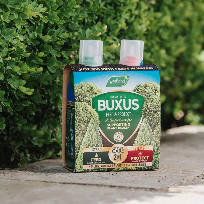 Westland Buxus 2 in 1 Feed and Protect 2 x 500ml