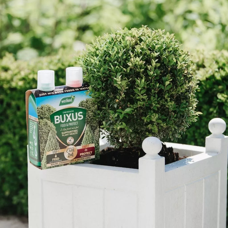 Westland Buxus 2 in 1 Feed and Protect 2 x 500ml