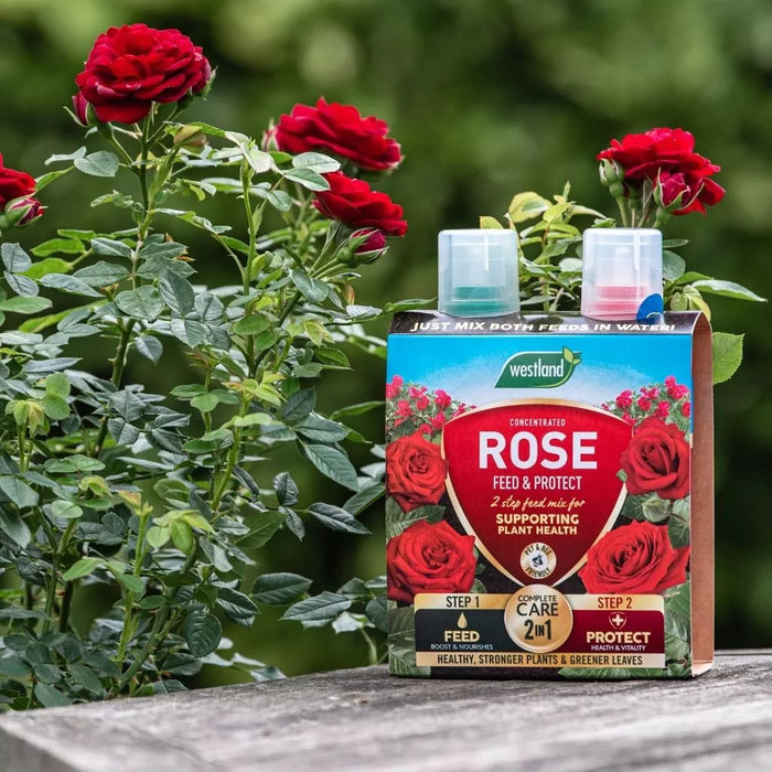 Westland Rose 2 in 1 Feed and Protect 2 x 500ml