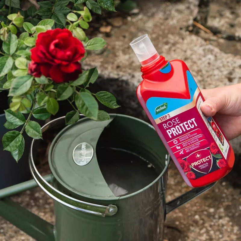 Westland Rose 2 in 1 Feed and Protect 2 x 500ml