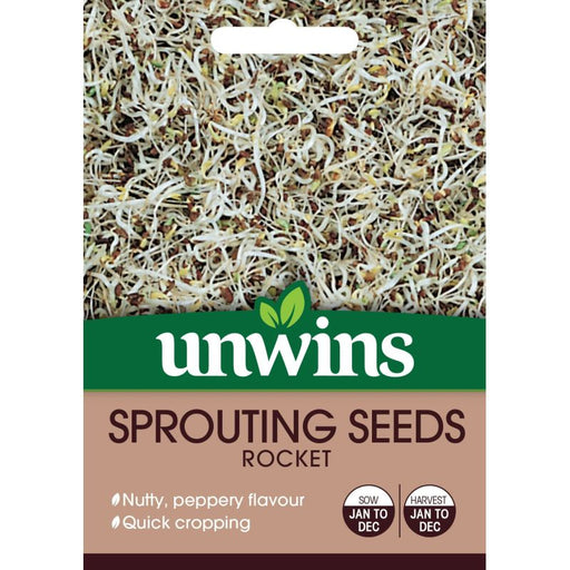 Sprouting Seeds Rocket