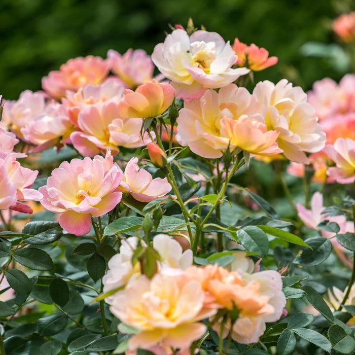 The Lark Ascending David Austin Fragrant Rose 6 Litre