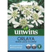 Orlaya White Lace Flower