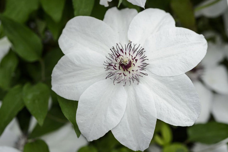 Clematis 'Miss Bateman'
