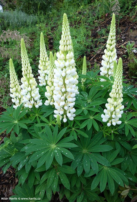 Lupin Gallery White 2 Litre