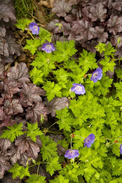 Geranium Rozanne