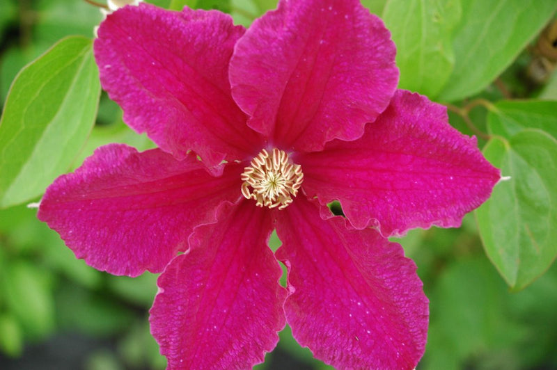 Clematis 'Ernest Markham'