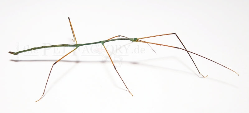 Blue Stick Insect (Ramulus Nematodes)