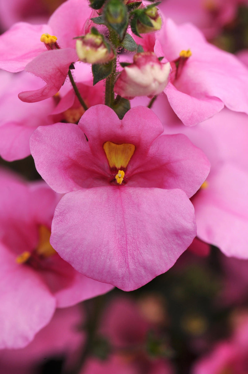 Diascia Flying Light Pink