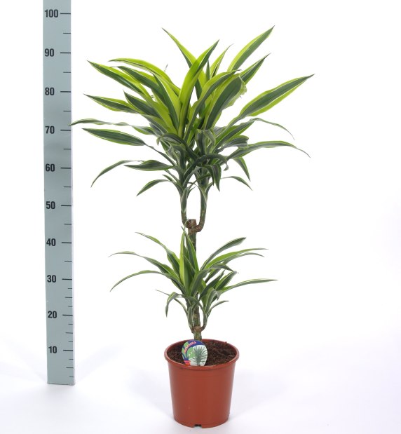 Dracaena frag. 'Lemon Lime' P19 45+15 stem (90-100cm Tall)