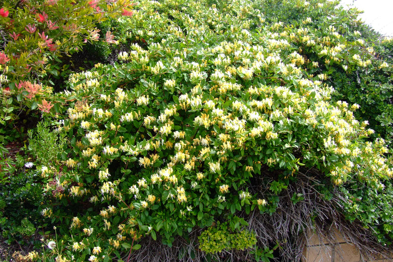 Lonicera japonica 'Halliana' | Japanese Honeysuckle 2L Single Cane