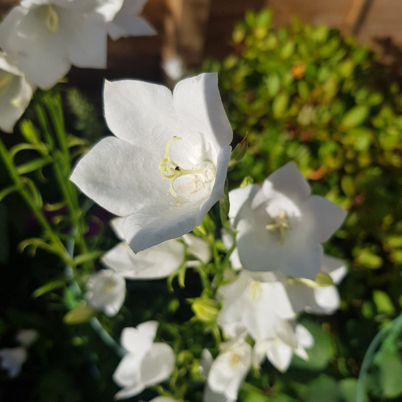 Campanula Swinging Bells White (9cm)
