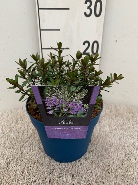 Hebe 'Garden Beauty Blue' 2 Litre