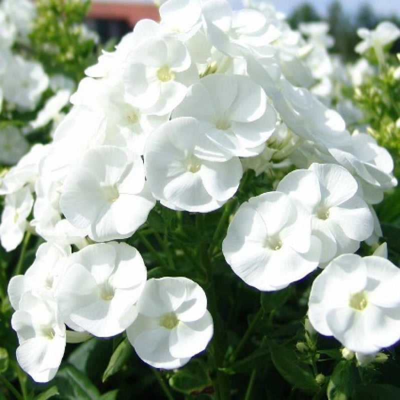 Phlox paniculata 'Danielle'