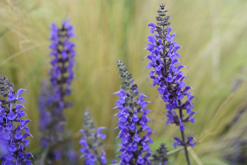 Salvia sylvestris 'Mainacht' 2 Litre