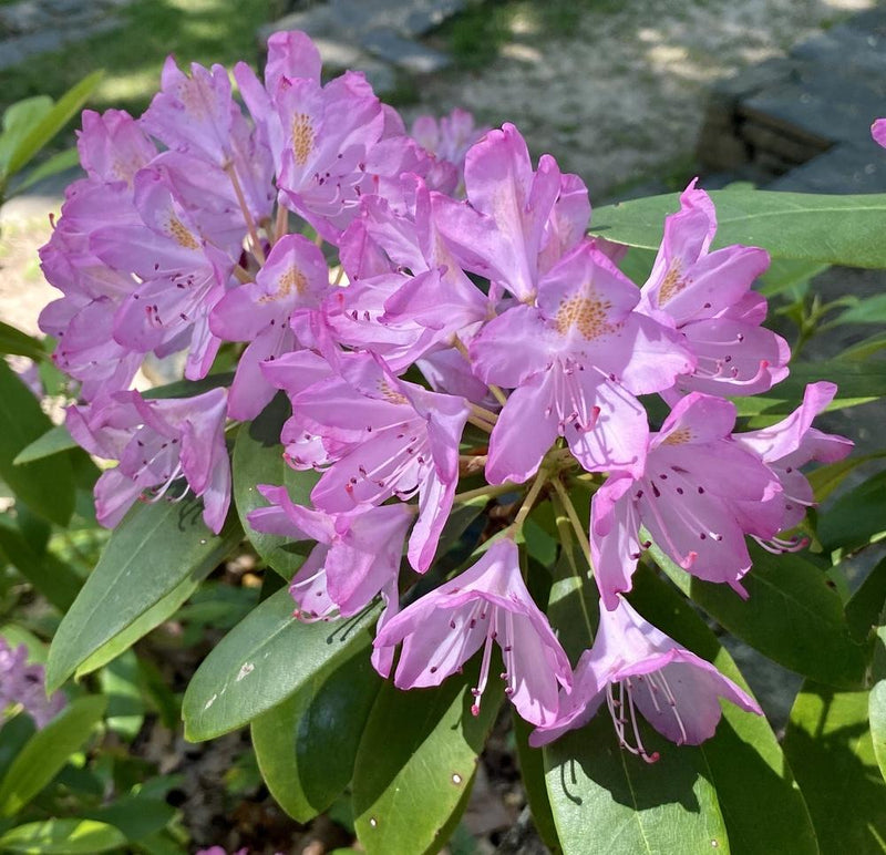 Rhododendron ponticum 'Roseum' 5L