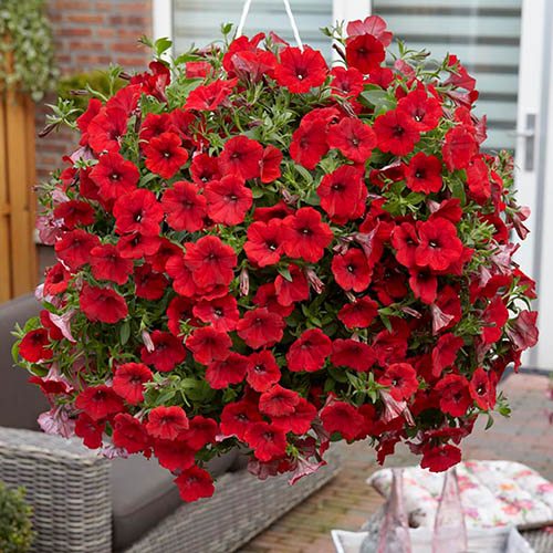 Surfinia Red 10cm