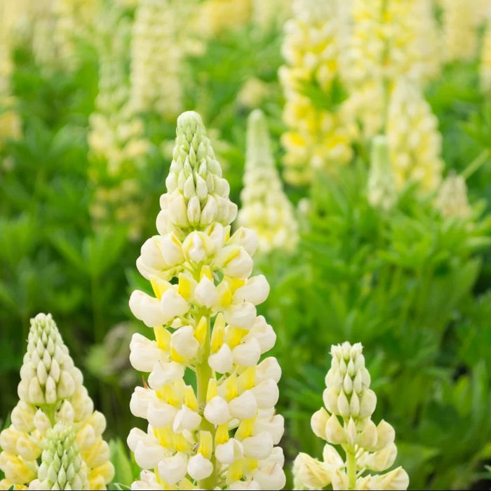 Lupin Gallery Yellow 2 Litre