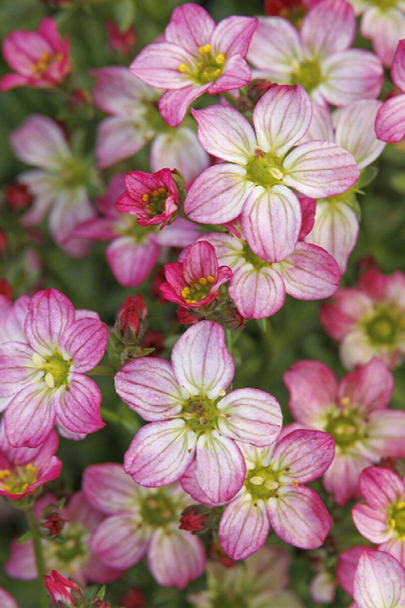 Saxifraga Touran Pink
