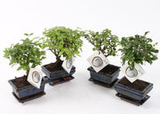 Bonsai Mix in Ceramic Pot (20cm)