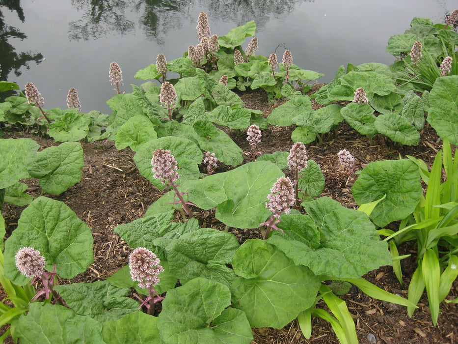 Petasites japonicus 'Giganteus' Japanese butterbur P9 ??? Newlands