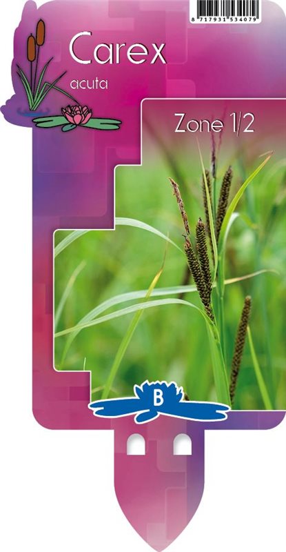 Carex acuta | slender tufted-sedge P9