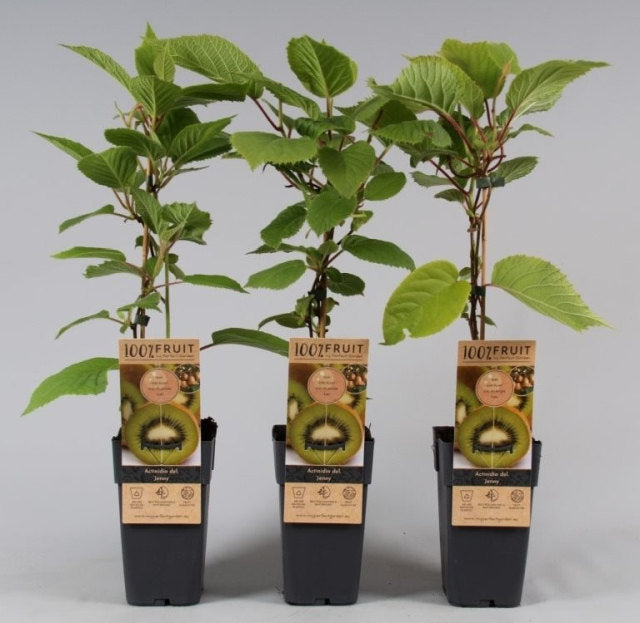 Actinidia Deliciosa 'Jenny' | Self Fertile Kiwi Fruit