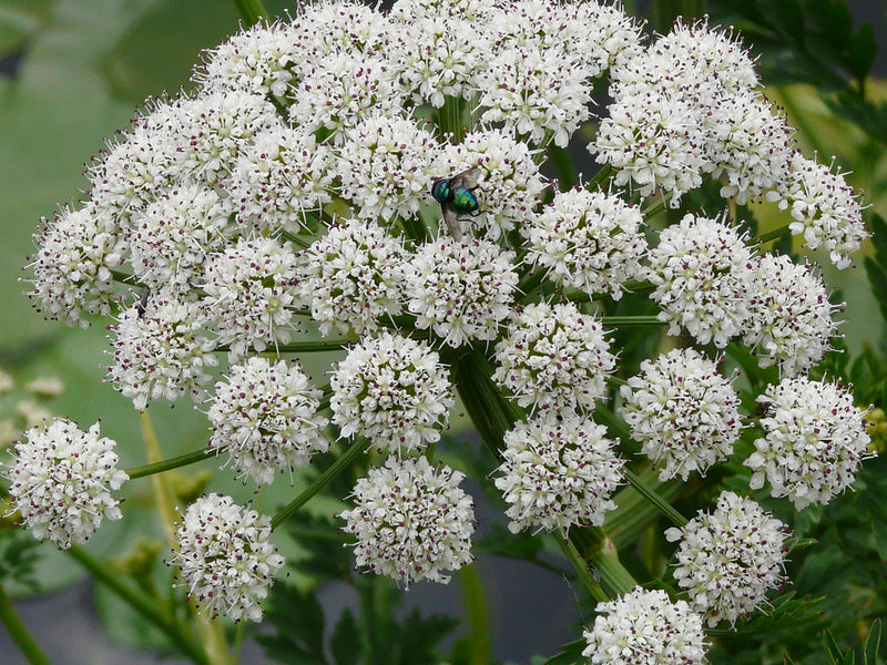 Oenanthe aquatica | water dropwort P9