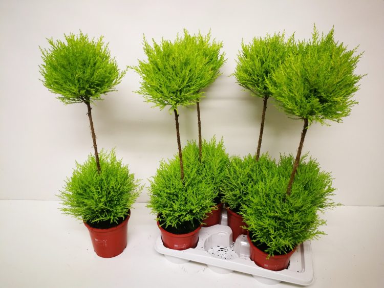 Cupressus Goldcrest Duo Ball Topiary Conifer 80-85cm P17