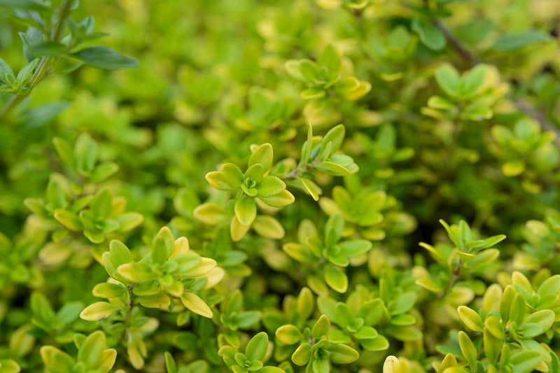 Thymus 'Archer's Gold'