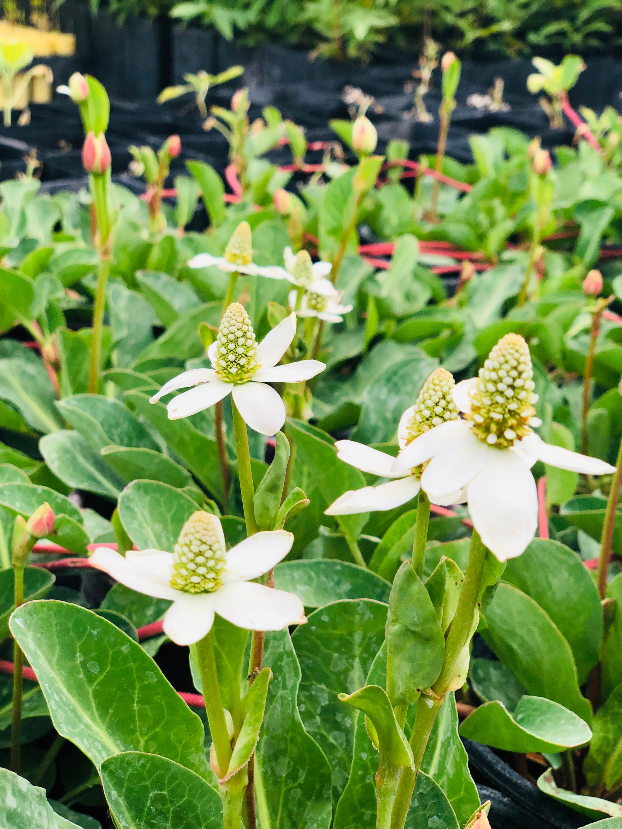 Pond Plants Ireland Pond & Water Garden Plants For Sale Water
