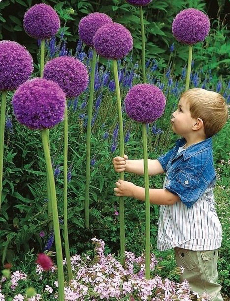 Allium 'Gladiator' 3L