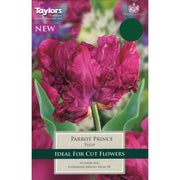 Tulip 'Parrot Prince'