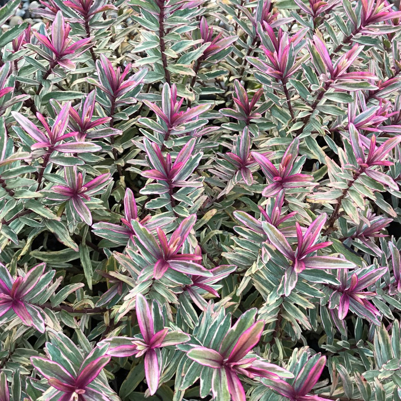 Hebe 'Magicolors'  mix  2 Ltr pot