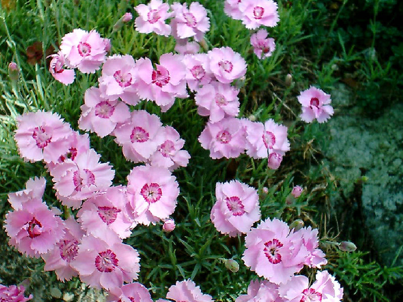 Dianthus 'Little Jock'