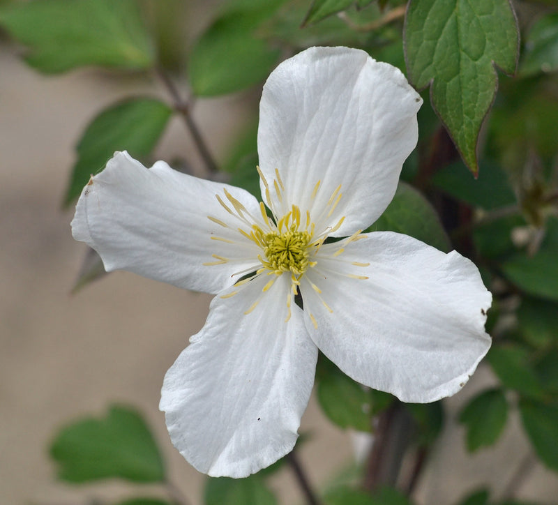 Clematis montana grandiflora