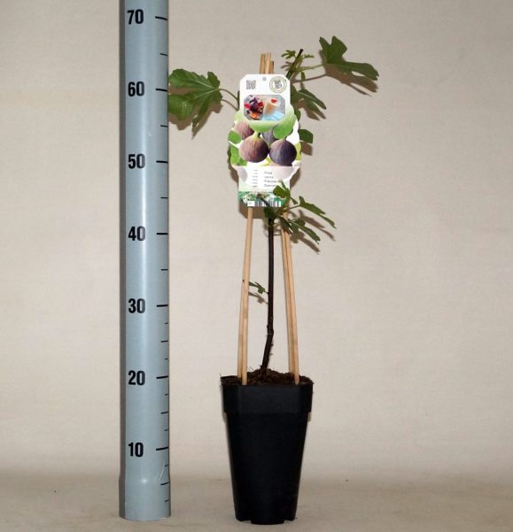 Ficus carica 'Precoce de Dalmatie' | Precoce de Dalmatie Fig