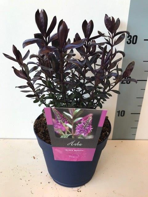 Hebe 'Black Beauty'