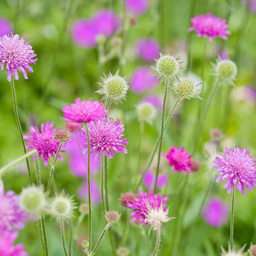 Knautia macedonica 'Melton Pastels' (2 Litre)