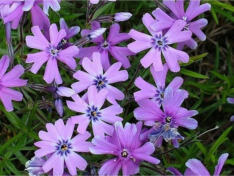 Phlox subulata Purple Beauty Lilac Alpine in 9cm Pot