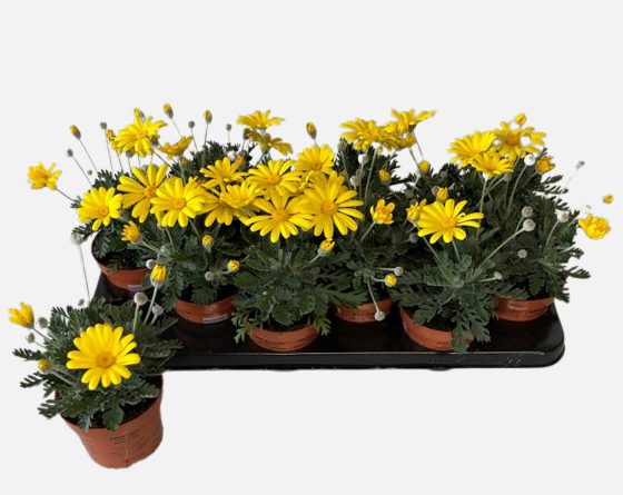 Euryops pect. Silver Star
