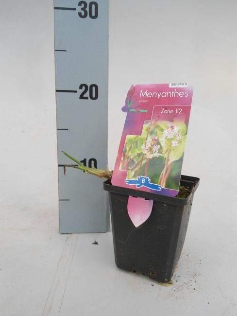 Menyanthes trifoliata | Bogbean P9