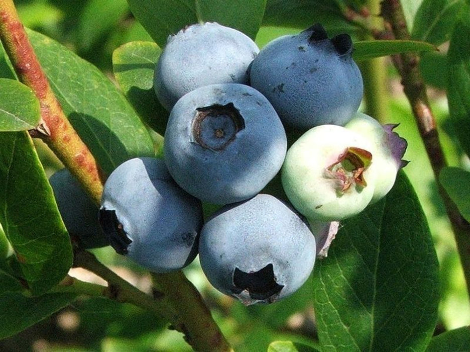 Blueberry 'Goldtraube' | Vaccinium corymbosum 'Goldtraube'