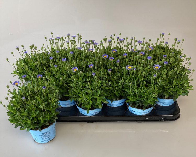 Felicia Felicitara Blue Pot 10.5