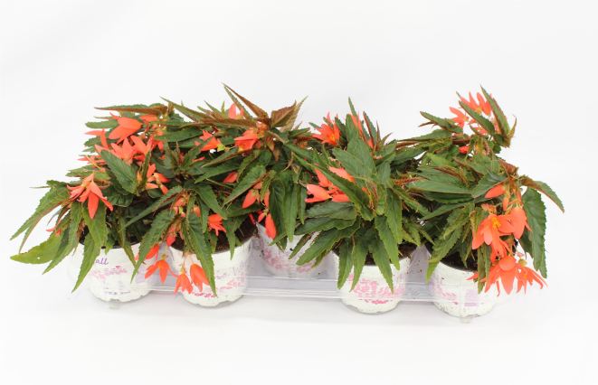 Begonia Waterfall Beauvilia Salmon