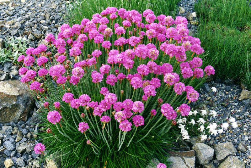 Armeria maritima 'Armada Rose'