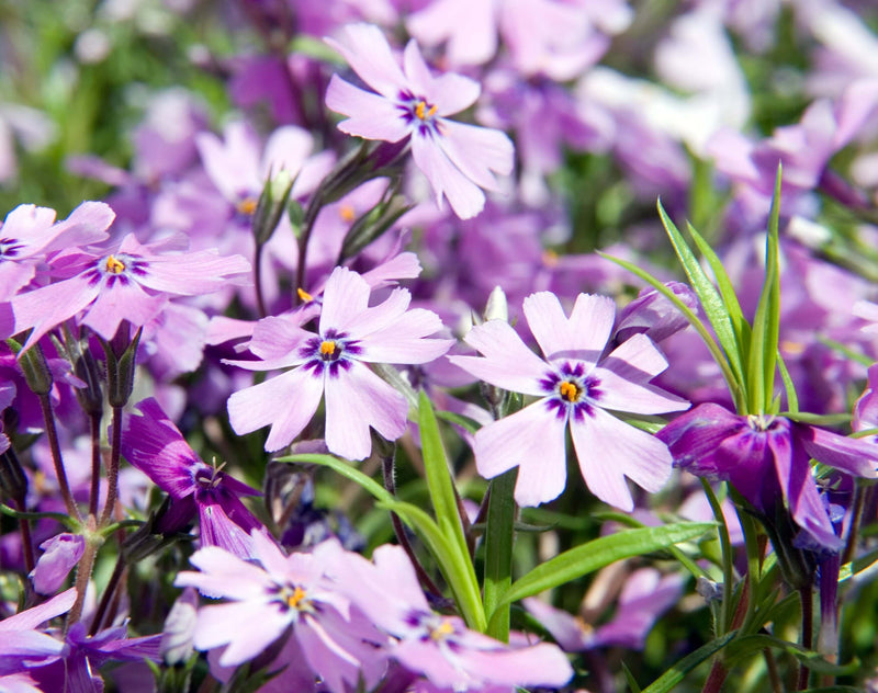 Phlox subulata Purple Beauty Lilac Alpine in 9cm Pot